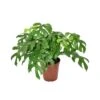 MONSTERA MINIMA Diametro Vaso 15 Cm -Sementie Boutique monstera minima v 15