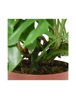 MONSTERA MINIMA Diametro Vaso 15 Cm 9 MONSTERA MINIMA Diametro Vaso 15 Cm -Sementie Boutique monstera minima v 15 2