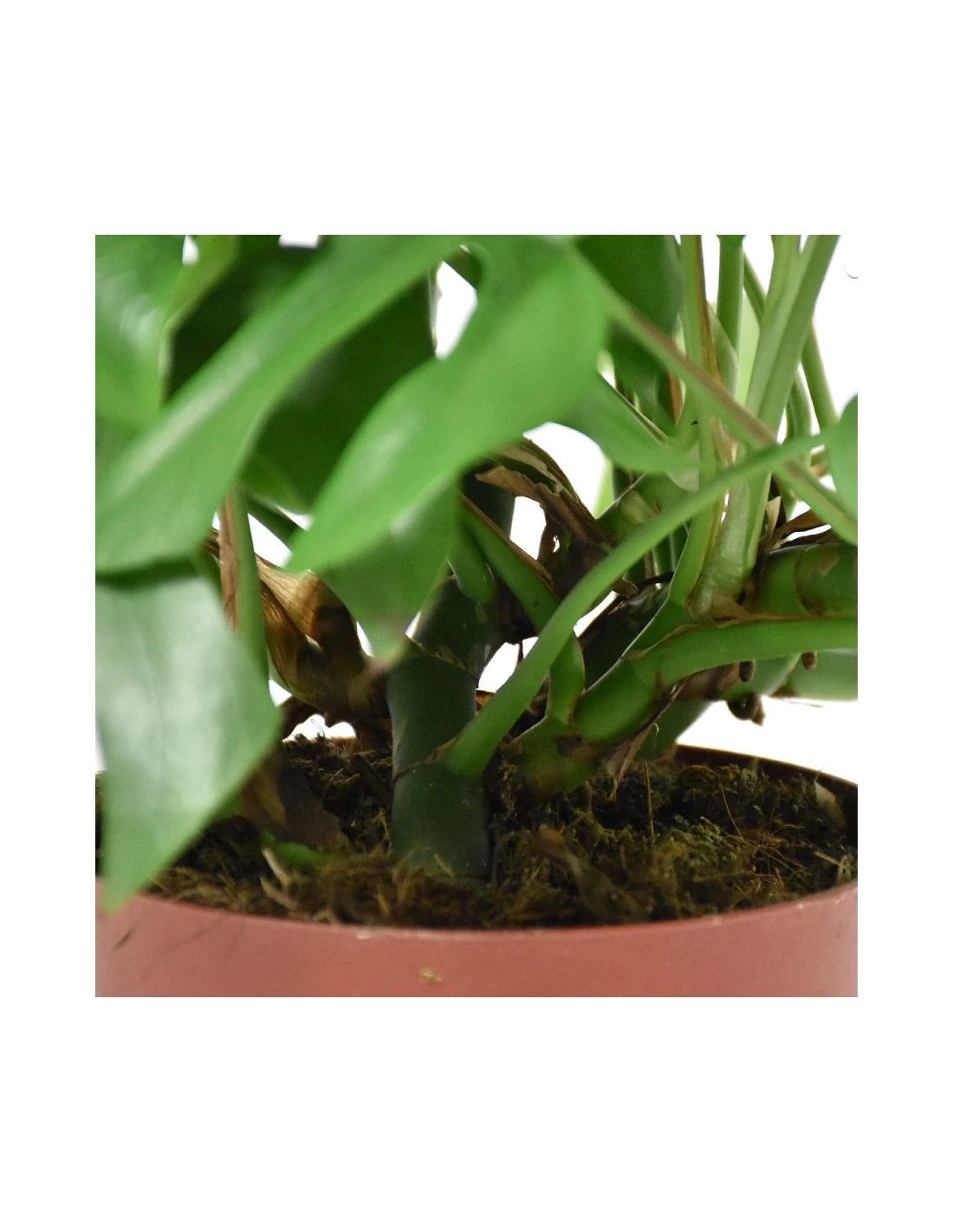 MONSTERA MINIMA Diametro Vaso 15 Cm 5 MONSTERA MINIMA Diametro Vaso 15 Cm - Image 3