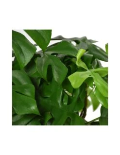 MONSTERA MINIMA Diametro Vaso 15 Cm 11 MONSTERA MINIMA Diametro Vaso 15 Cm -Sementie Boutique monstera minima v 15 4