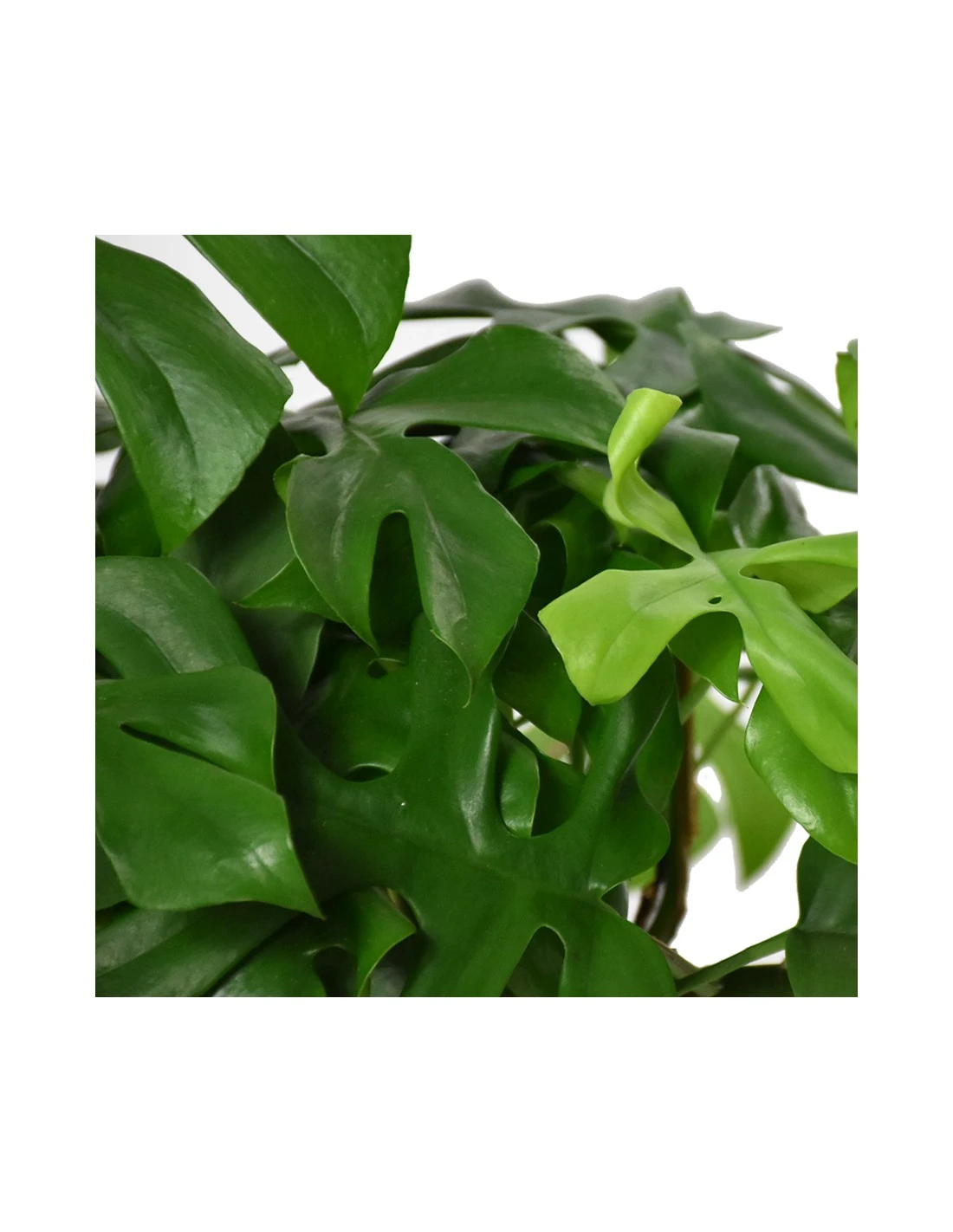 MONSTERA MINIMA Diametro Vaso 15 Cm 7 MONSTERA MINIMA Diametro Vaso 15 Cm - Image 5