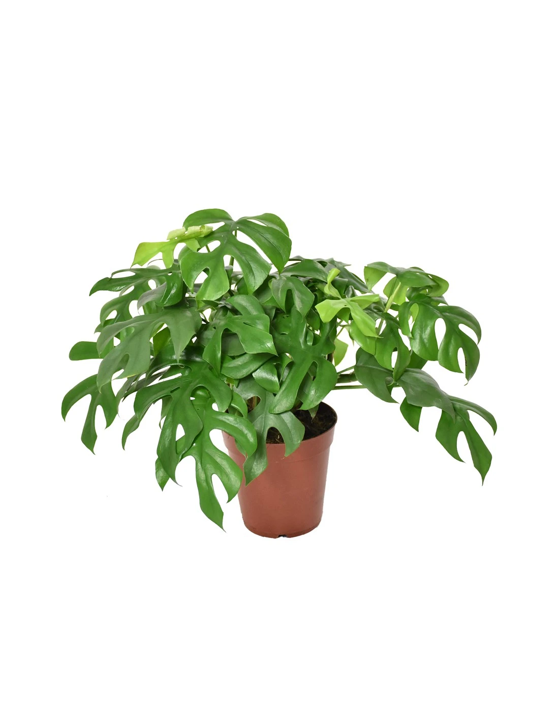 MONSTERA MINIMA Diametro Vaso 15 Cm 3 MONSTERA MINIMA Diametro Vaso 15 Cm