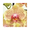ORCHIDEA PHALAENOPSIS FANCY FRECKLES - 2 STELI Diametro Vaso 12 Cm 1 ORCHIDEA PHALAENOPSIS FANCY FRECKLES - 2 STELI Diametro Vaso 12 Cm -Sementie Boutique orchidea phalaenopsis fancy freckles 2 steli diametro vaso 12 cm