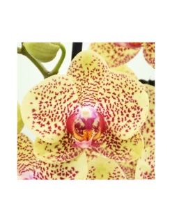 ORCHIDEA PHALAENOPSIS FANCY FRECKLES - 2 STELI Diametro Vaso 12 Cm