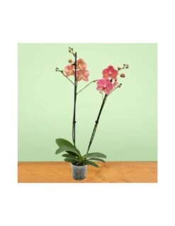 ORCHIDEA PHALAENOPSIS "ROOUL" - 2 STELI Diametro Vaso 12 Cm 5 ORCHIDEA PHALAENOPSIS "ROOUL" - 2 STELI Diametro Vaso 12 Cm -Sementie Boutique orchidea phalaenopsis rooul 2 steli diametro vaso 12 cm 1