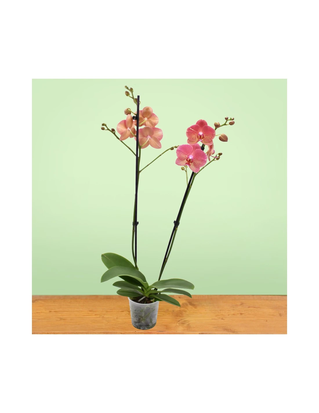 ORCHIDEA PHALAENOPSIS "ROOUL" - 2 STELI Diametro Vaso 12 Cm 4 ORCHIDEA PHALAENOPSIS "ROOUL" - 2 STELI Diametro Vaso 12 Cm - Image 2