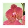 ORCHIDEA PHALAENOPSIS "ROOUL" - 2 STELI Diametro Vaso 12 Cm -Sementie Boutique orchidea phalaenopsis rooul 2 steli diametro vaso 12 cm