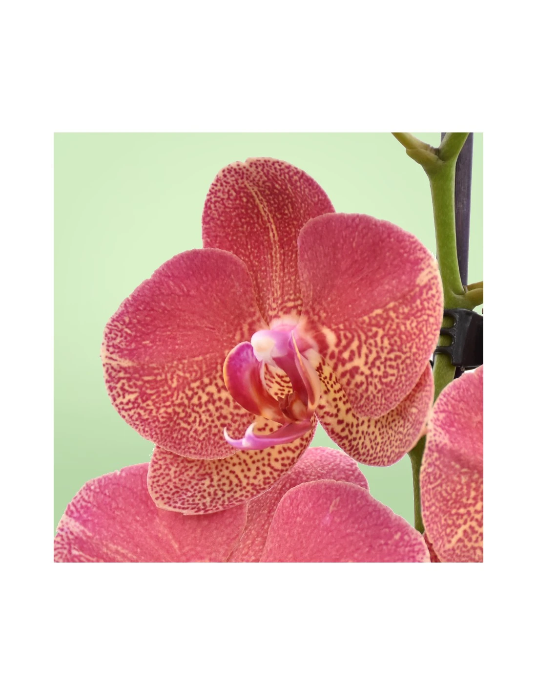 ORCHIDEA PHALAENOPSIS "ROOUL" - 2 STELI Diametro Vaso 12 Cm 3 ORCHIDEA PHALAENOPSIS "ROOUL" - 2 STELI Diametro Vaso 12 Cm