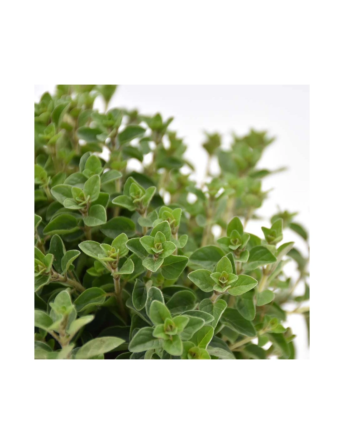 ORIGANO Diametro Vaso 14 Cm 4 ORIGANO Diametro Vaso 14 Cm - Image 2