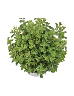 ORIGANO Diametro Vaso 14 Cm 8 ORIGANO Diametro Vaso 14 Cm -Sementie Boutique origano diametro vaso 14 cm 2