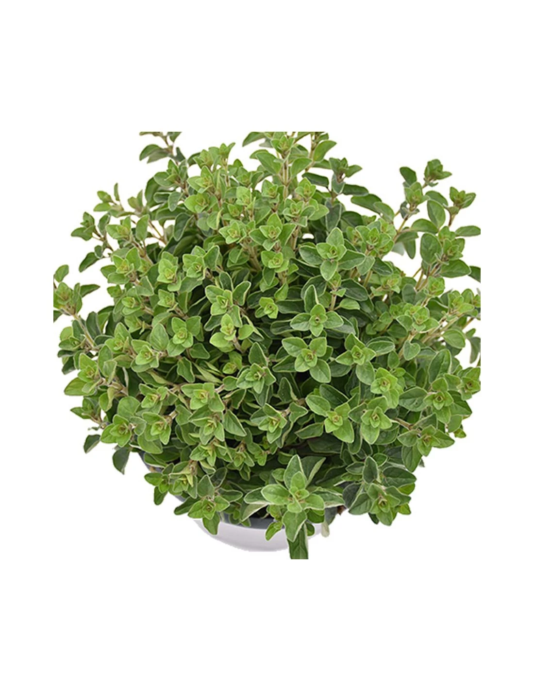 ORIGANO Diametro Vaso 14 Cm 5 ORIGANO Diametro Vaso 14 Cm - Image 3