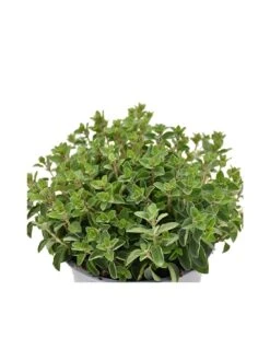 ORIGANO Diametro Vaso 14 Cm 9 ORIGANO Diametro Vaso 14 Cm -Sementie Boutique origano diametro vaso 14 cm 3