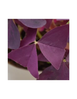 OXALIS 'MIJKE' Diametro Vaso 12 Cm 7 OXALIS 'MIJKE' Diametro Vaso 12 Cm -Sementie Boutique oxalis triang mijke v 12 2