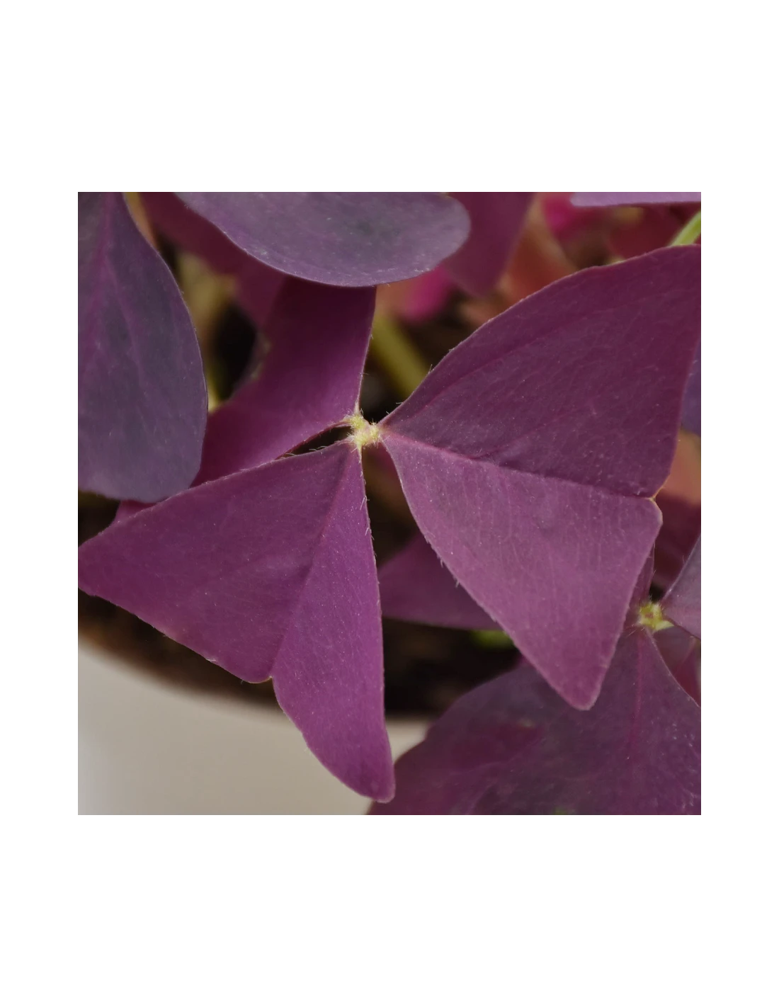 OXALIS 'MIJKE' Diametro Vaso 12 Cm 5 OXALIS 'MIJKE' Diametro Vaso 12 Cm - Image 3