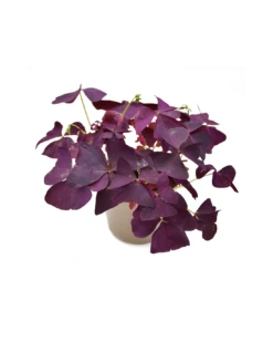 OXALIS 'MIJKE' Diametro Vaso 12 Cm