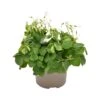 OXALIS 'PAPILIONACEA' Diametro Vaso 12 Cm -Sementie Boutique oxalis triangularis papilionacea v 12