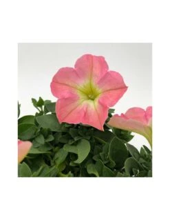 PETUNIA - PINK Diametro Vaso 14 Cm