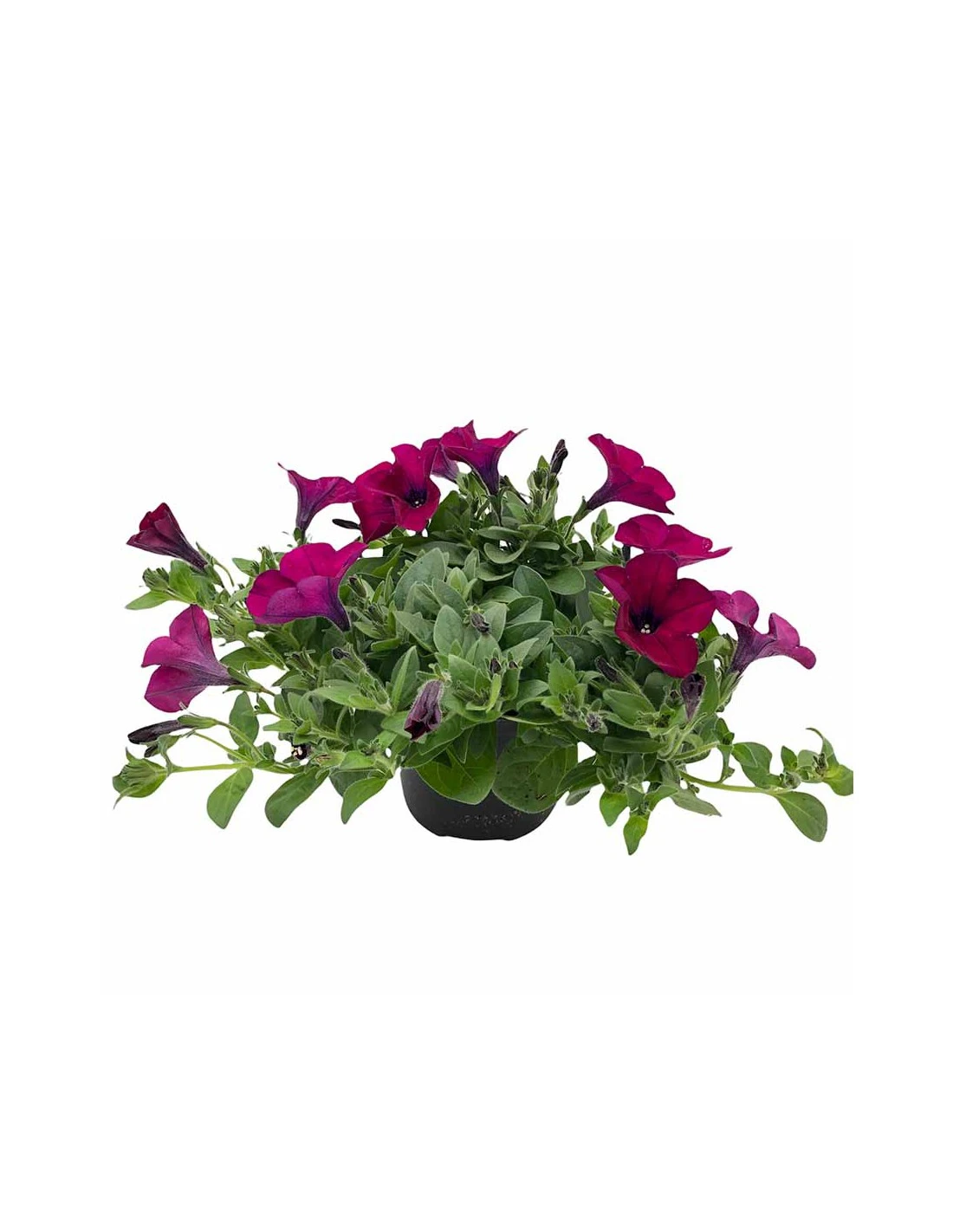 PETUNIA - PURPLE Vaso Diametro 14 Cm 4 PETUNIA - PURPLE Vaso Diametro 14 Cm - Image 2