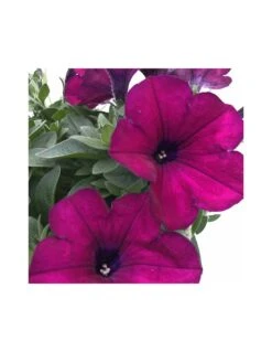 PETUNIA - PURPLE Vaso Diametro 14 Cm