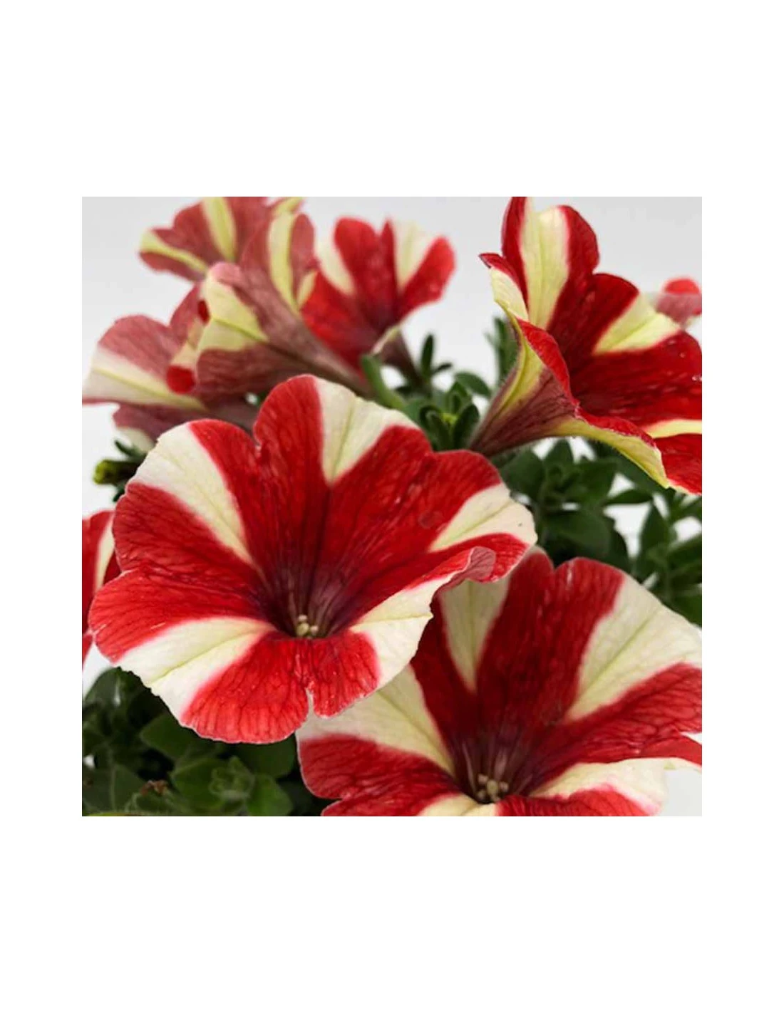 PETUNIA - ROSSO SCREZIATO Diametro Vaso 14 Cm 3 PETUNIA - ROSSO SCREZIATO Diametro Vaso 14 Cm