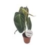 PHILODENDRON MELANOCHRYUM Diametro Vaso 12 Cm -Sementie Boutique philodendron melanochryum diametro vaso 12 cm