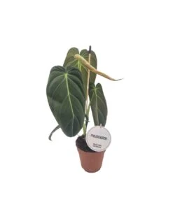 PHILODENDRON MELANOCHRYUM Diametro Vaso 12 Cm