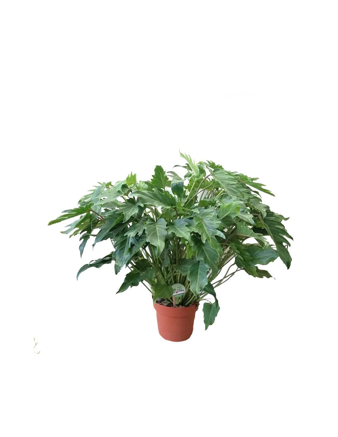 PHILODENDRON XANADU Dimensione Vaso 21 Cm 4 PHILODENDRON XANADU Dimensione Vaso 21 Cm - Image 2