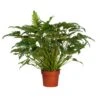 PHILODENDRON XANADU Diametro Vaso 27 Cm