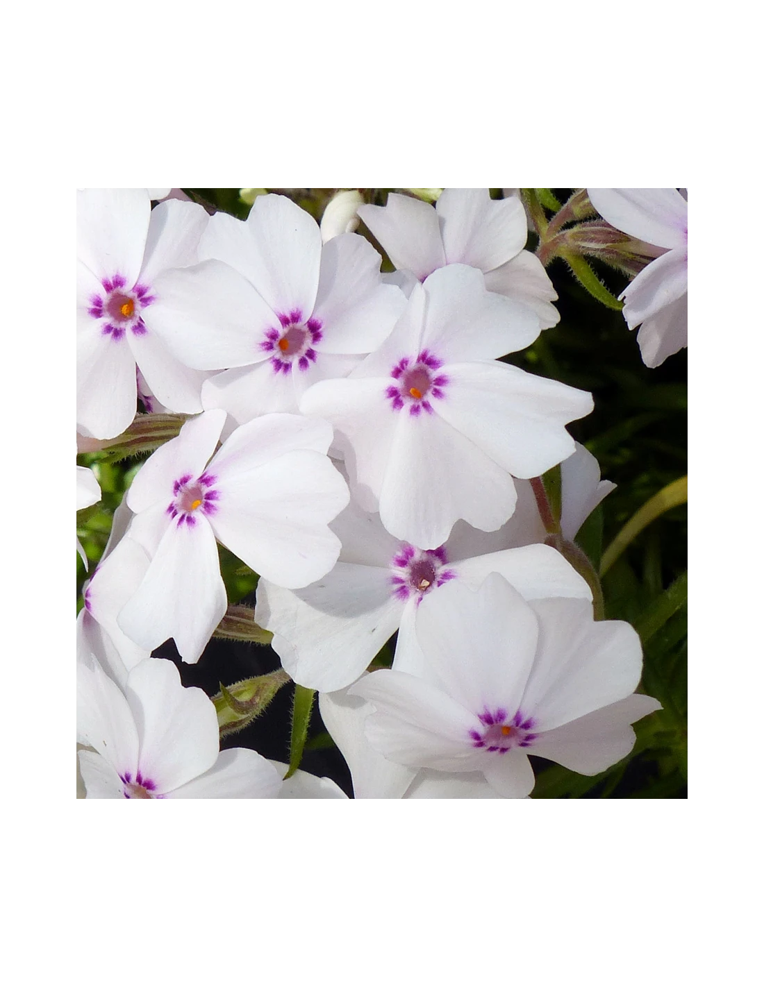 PHLOX SUBULATA "AMAZING GRACE" Diametro Vaso 12 Cm 4 PHLOX SUBULATA "AMAZING GRACE" Diametro Vaso 12 Cm - Image 2