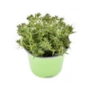 PHLOX SUBULATA "AMAZING GRACE" Diametro Vaso 12 Cm -Sementie Boutique phlox subulata amazing grace vaso diametro 12 cm