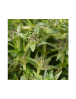 PHLOX SUBULATA "AMAZING GRACE" Diametro Vaso 12 Cm 11 PHLOX SUBULATA "AMAZING GRACE" Diametro Vaso 12 Cm -Sementie Boutique phlox subulata amazing grace vaso diametro 12 cm 2