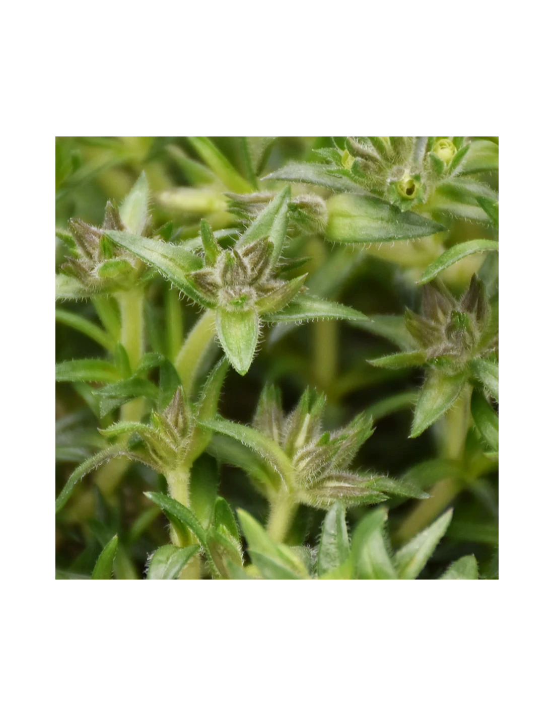 PHLOX SUBULATA "AMAZING GRACE" Diametro Vaso 12 Cm 7 PHLOX SUBULATA "AMAZING GRACE" Diametro Vaso 12 Cm - Image 5