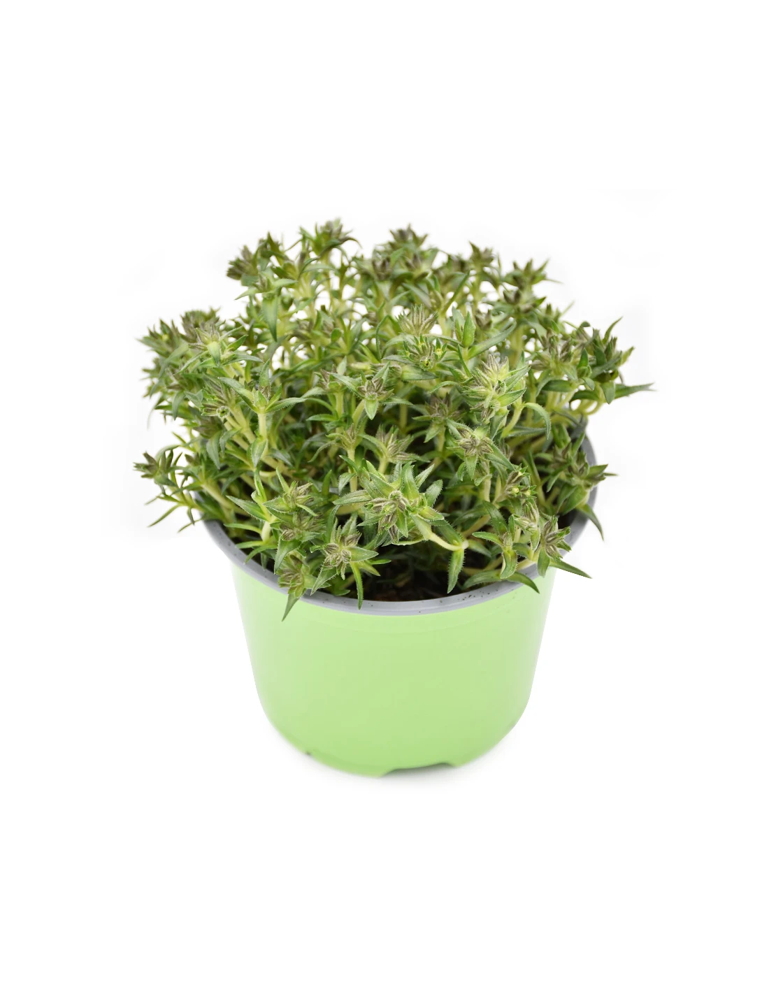 PHLOX SUBULATA "AMAZING GRACE" Diametro Vaso 12 Cm 3 PHLOX SUBULATA "AMAZING GRACE" Diametro Vaso 12 Cm