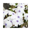 PHLOX SUBULATA "G.F. WILSON" Diametro Vaso 12 Cm 2 PHLOX SUBULATA "G.F. WILSON" Diametro Vaso 12 Cm -Sementie Boutique phlox subulata g f wilson vaso diametro 12 cm