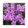 PHLOX SUBULATA "RONSDORFER SHONE" Diametro Vaso 12 Cm 1 PHLOX SUBULATA "RONSDORFER SHONE" Diametro Vaso 12 Cm -Sementie Boutique phlox subulata ronsdorfer shone vaso diametro 12 cm