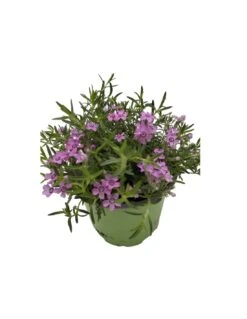 Sementie Boutique -Sementie Boutique phlox subulata zwergenteppich vaso diametro 12 1