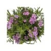 PHLOX SUBULATA "ZWERGENTEPPICH" Diametro Vaso 12 Cm