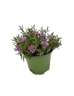 PHLOX SUBULATA "ZWERGENTEPPICH" Diametro Vaso 12 Cm -Sementie Boutique phlox subulata zwergenteppich vaso diametro 12 2