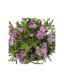 PHLOX SUBULATA "ZWERGENTEPPICH" Diametro Vaso 12 Cm