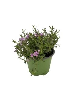 PHLOX SUBULATA "ZWERGENTEPPICH" Diametro Vaso 12 Cm -Sementie Boutique phlox subulata zwergenteppich vaso diametro 12 3