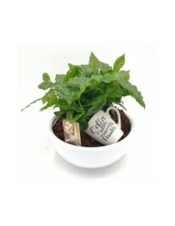 PIANTA DEL CAFFE VASO IN CERAMIVA Dimensione Vaso 25 Cm
