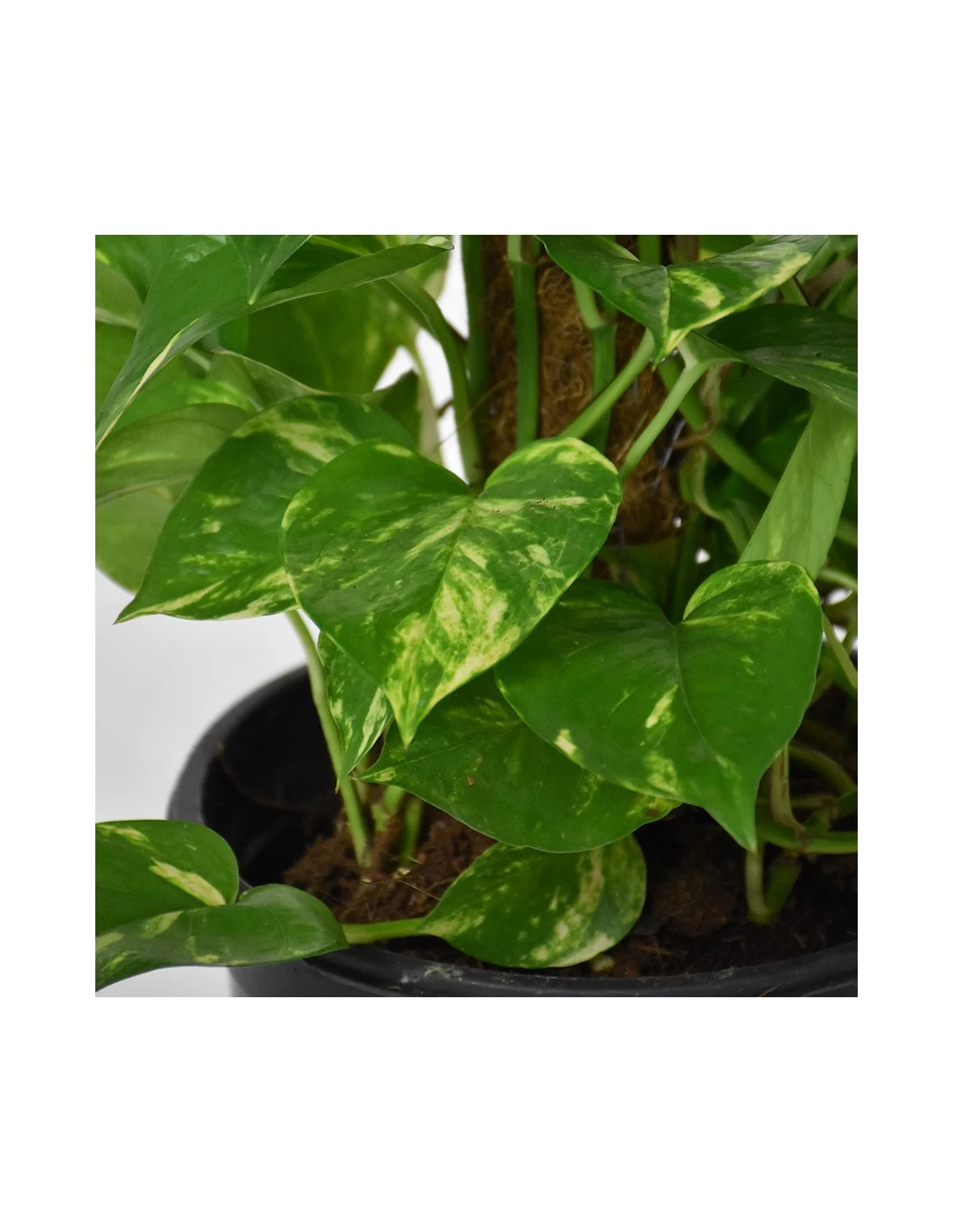 Pothos (EPIPREMNUM MOSSTOK) Diametro Vaso 24 Cm 4 Pothos (EPIPREMNUM MOSSTOK) Diametro Vaso 24 Cm - Image 2