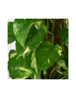 Pothos (EPIPREMNUM MOSSTOK) Diametro Vaso 24 Cm 7 Pothos (EPIPREMNUM MOSSTOK) Diametro Vaso 24 Cm -Sementie Boutique pothos epipremnum mosstok diametro vaso 24 cm 2