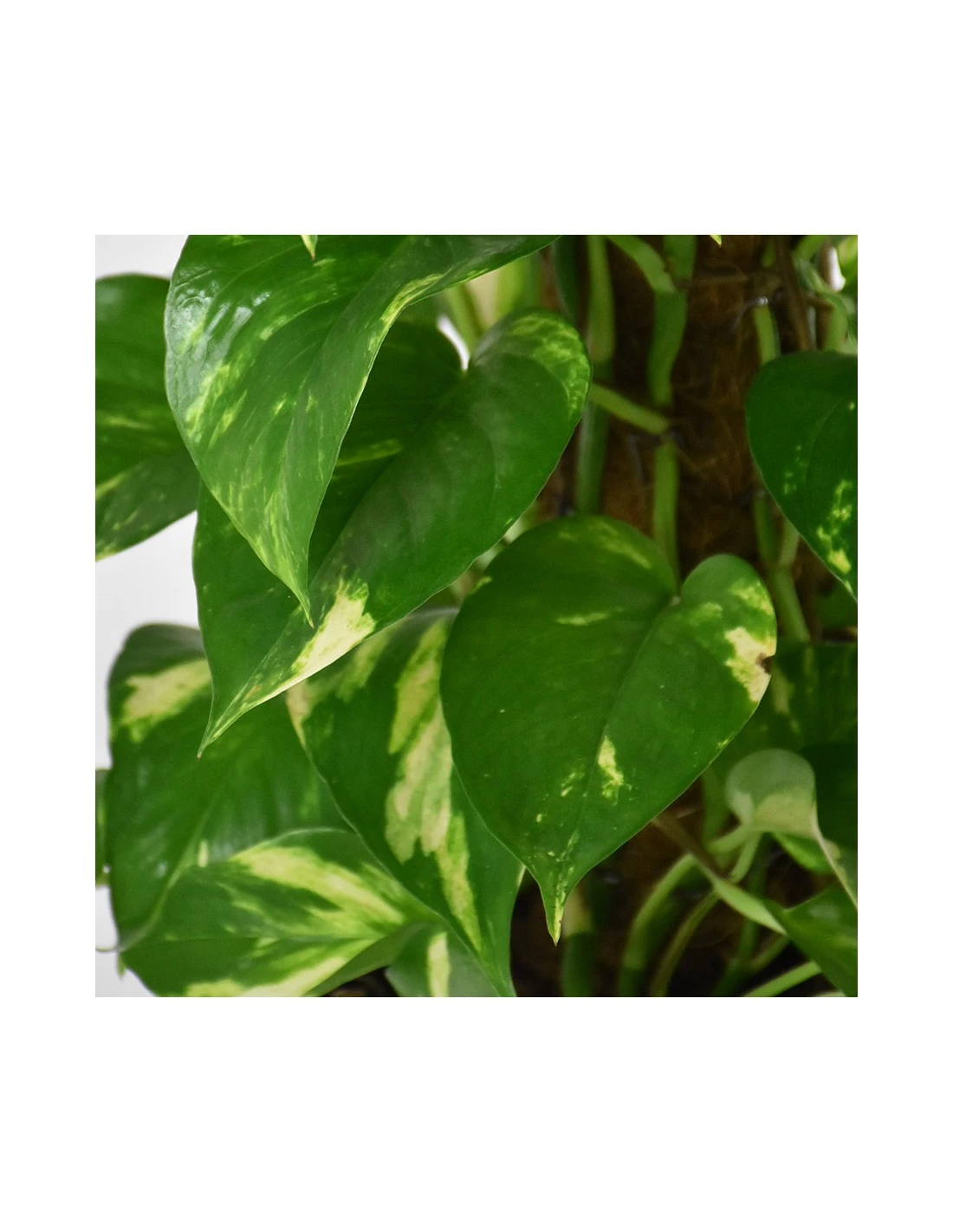Pothos (EPIPREMNUM MOSSTOK) Diametro Vaso 24 Cm 5 Pothos (EPIPREMNUM MOSSTOK) Diametro Vaso 24 Cm - Image 3