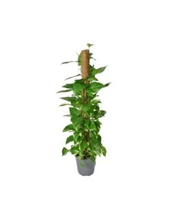Pothos (EPIPREMNUM MOSSTOK) Diametro Vaso 24 Cm