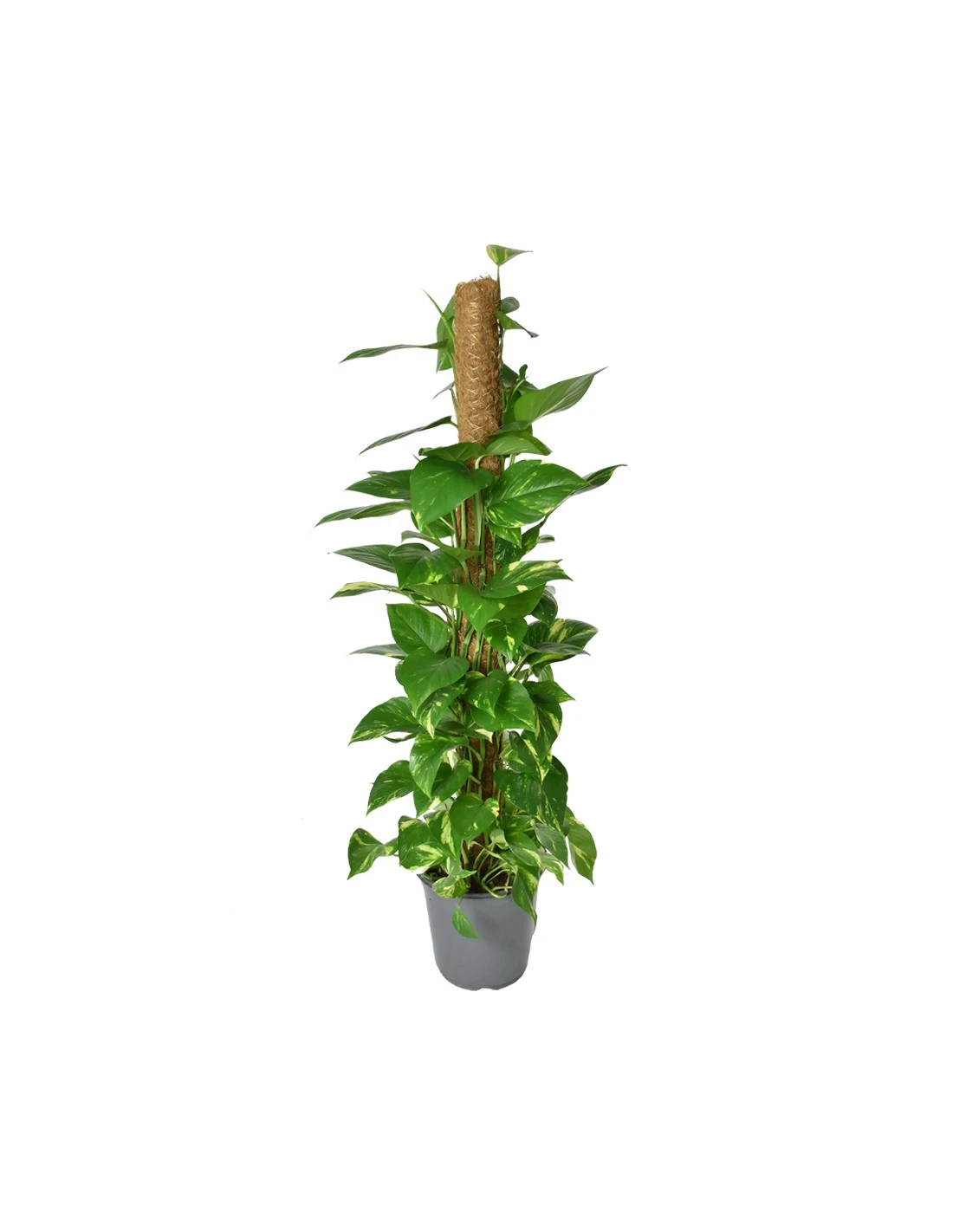 Pothos (EPIPREMNUM MOSSTOK) Diametro Vaso 24 Cm 3 Pothos (EPIPREMNUM MOSSTOK) Diametro Vaso 24 Cm