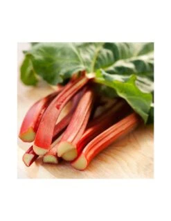 RABARBARO Diametro Vaso 14 Cm