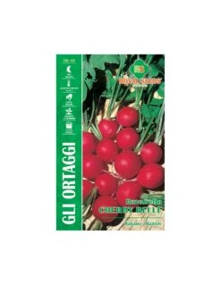 RAVANELLO CHERRY BELLE MAXI