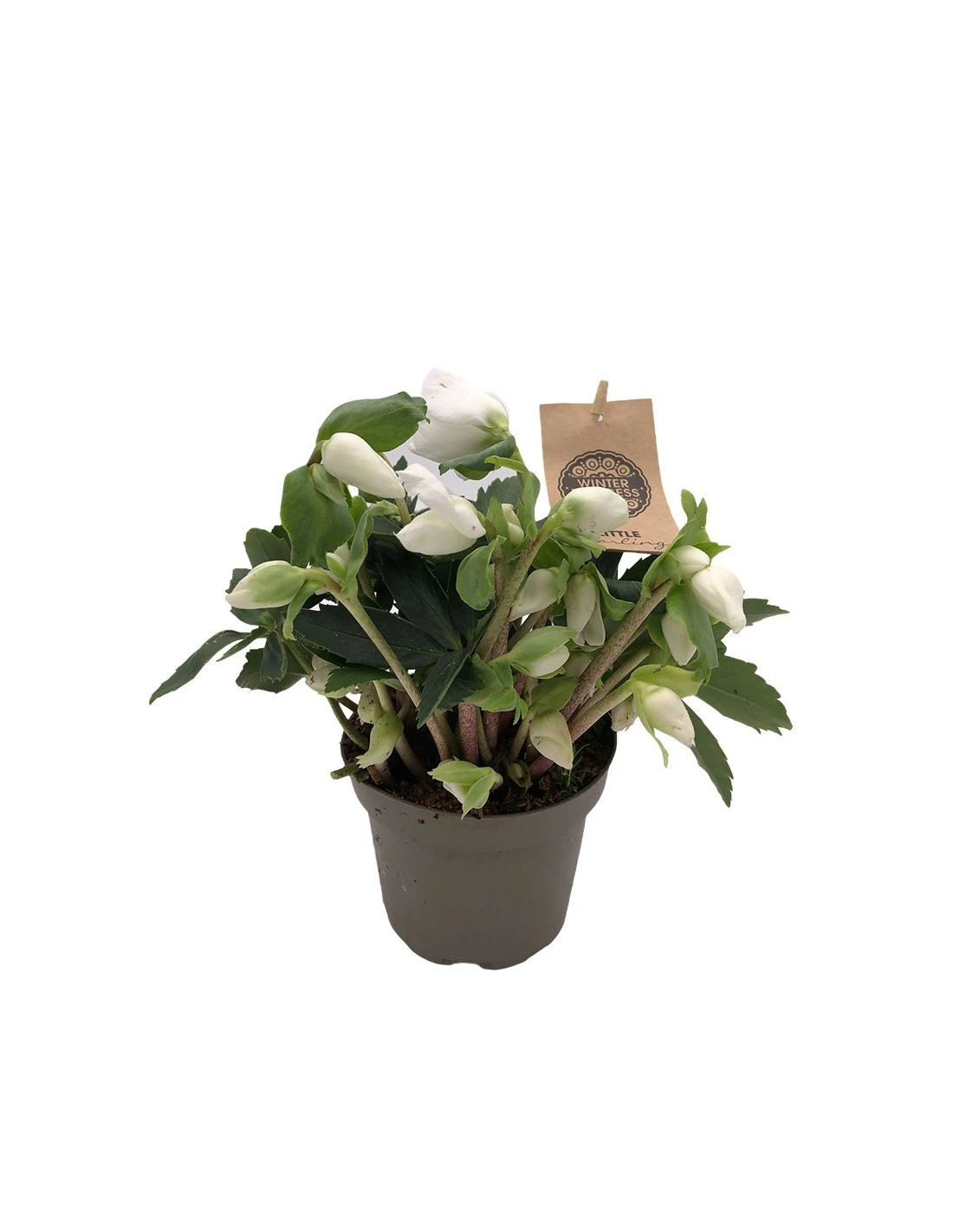 Rosa Di Natale "HELLEBORUS NIGER CHRISTMAS CAROL" Diametro Vaso 12cm 4 Rosa Di Natale "HELLEBORUS NIGER CHRISTMAS CAROL" Diametro Vaso 12cm - Image 2