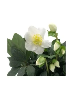 Rosa Di Natale "HELLEBORUS NIGER CHRISTMAS CAROL" Diametro Vaso 12cm